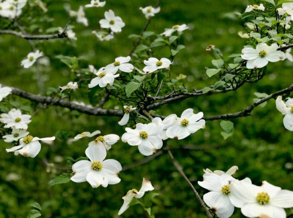 Dogwood